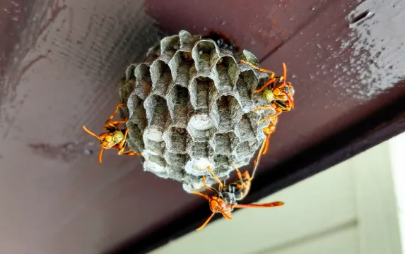 蜂退治・蜂の巣駆除の一例２