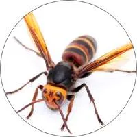 スズメバチの画像１