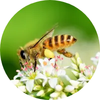 ミツバチの画像１