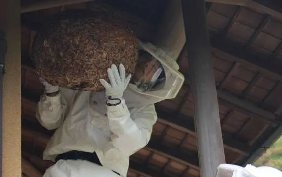 蜂退治・蜂の巣駆除の流れ４